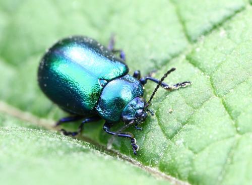 Réf. 283 851 : Oreina cacaliae
